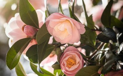 Organic Green Tea: History & Benefits