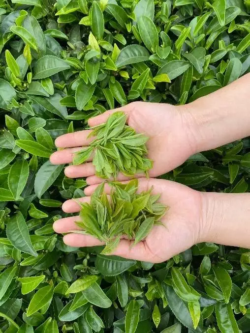 hands holding green tea leaves, palms facing upwards