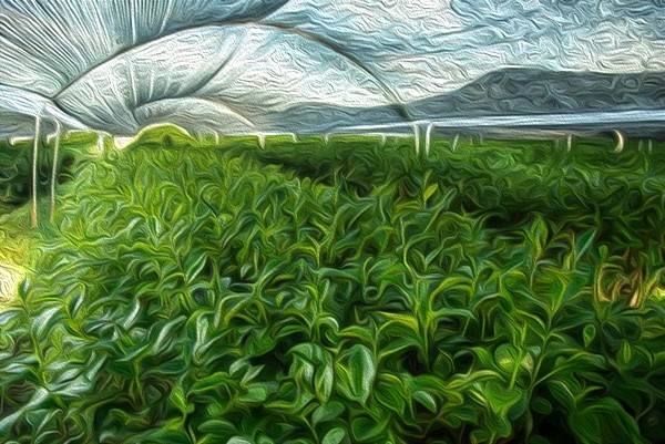 shading method for green tea growers
