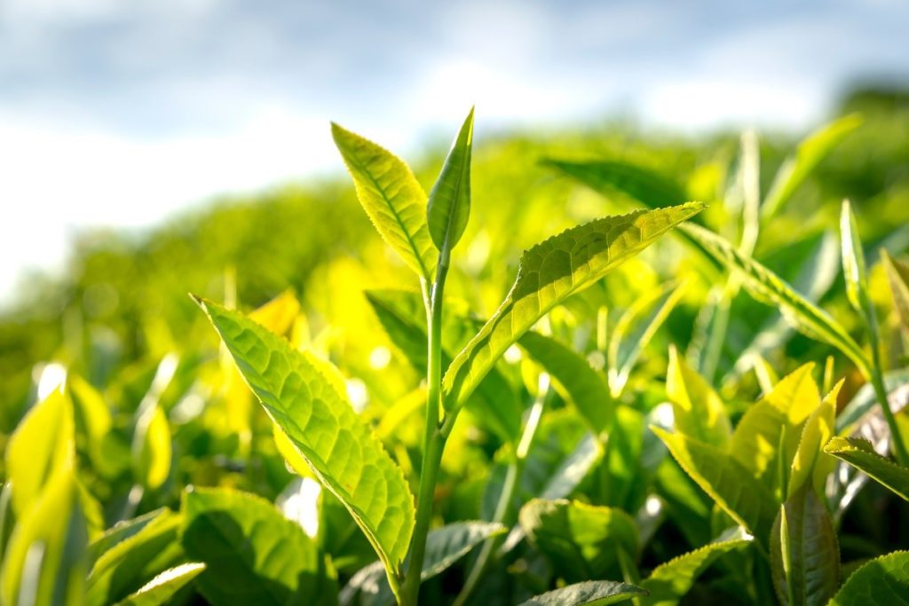 Green tea leaves on the plant stalk